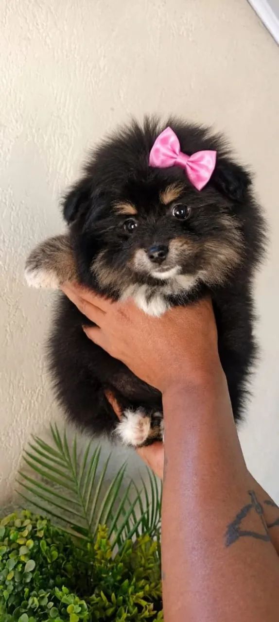 Spitz fêmea com 3 meses - Foto 3