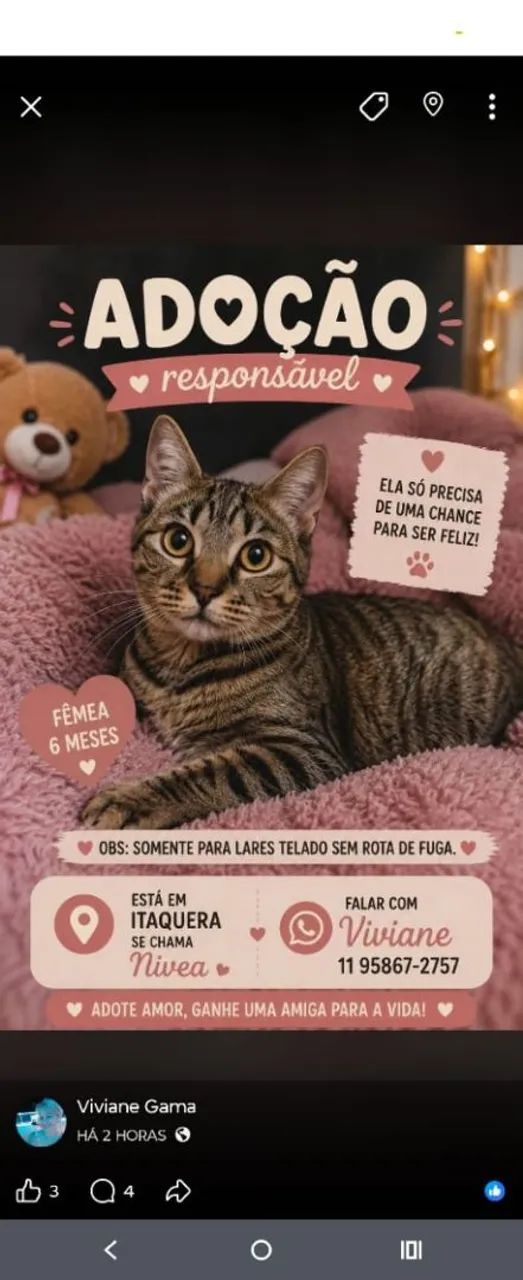 Gatinhos doação  - Foto 3