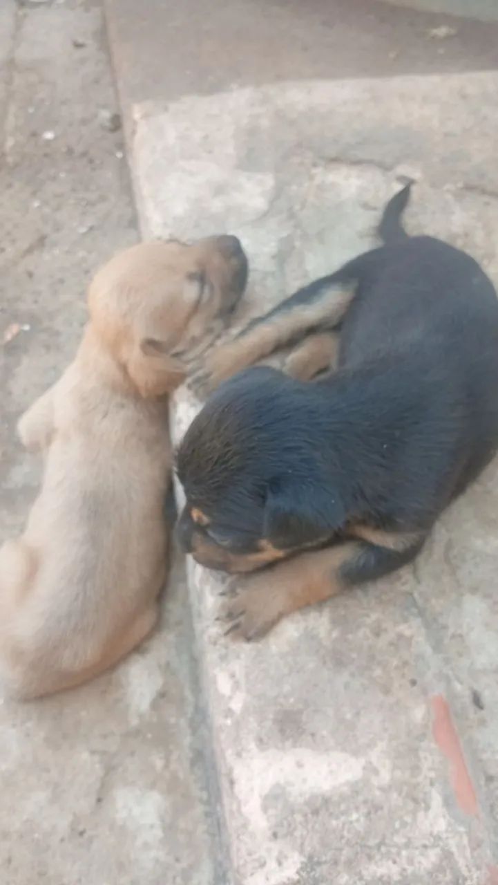 Cachorros para adoç ão  - Foto 2