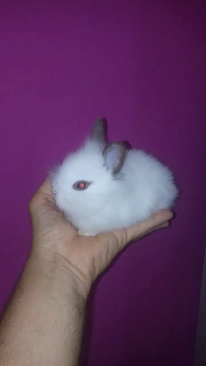 Mini coelhinho  - Foto 5