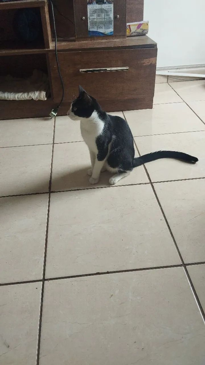 Gato para doação  - Foto 3