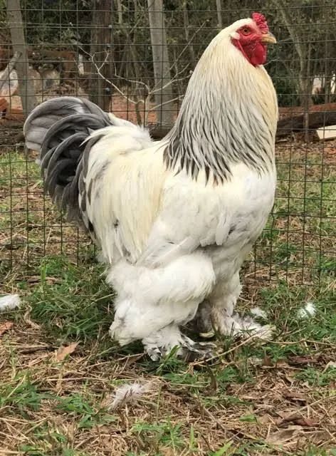 Pintinhos Brahma com Novogen - Foto 2