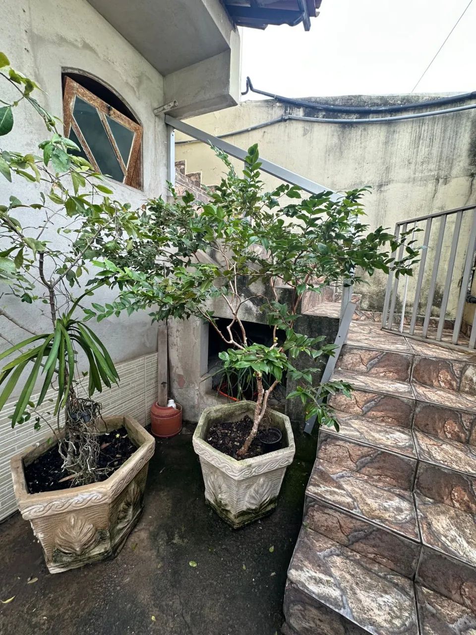 Pé de Jabuticaba e Acerola 