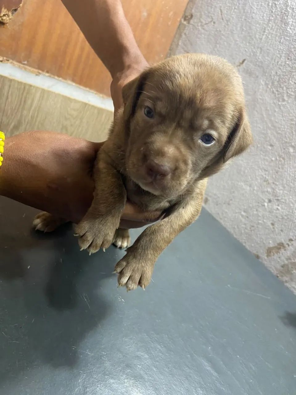 Cachorro  - Foto 3