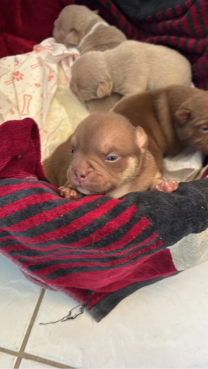 Filhotes American bully  - Foto 4