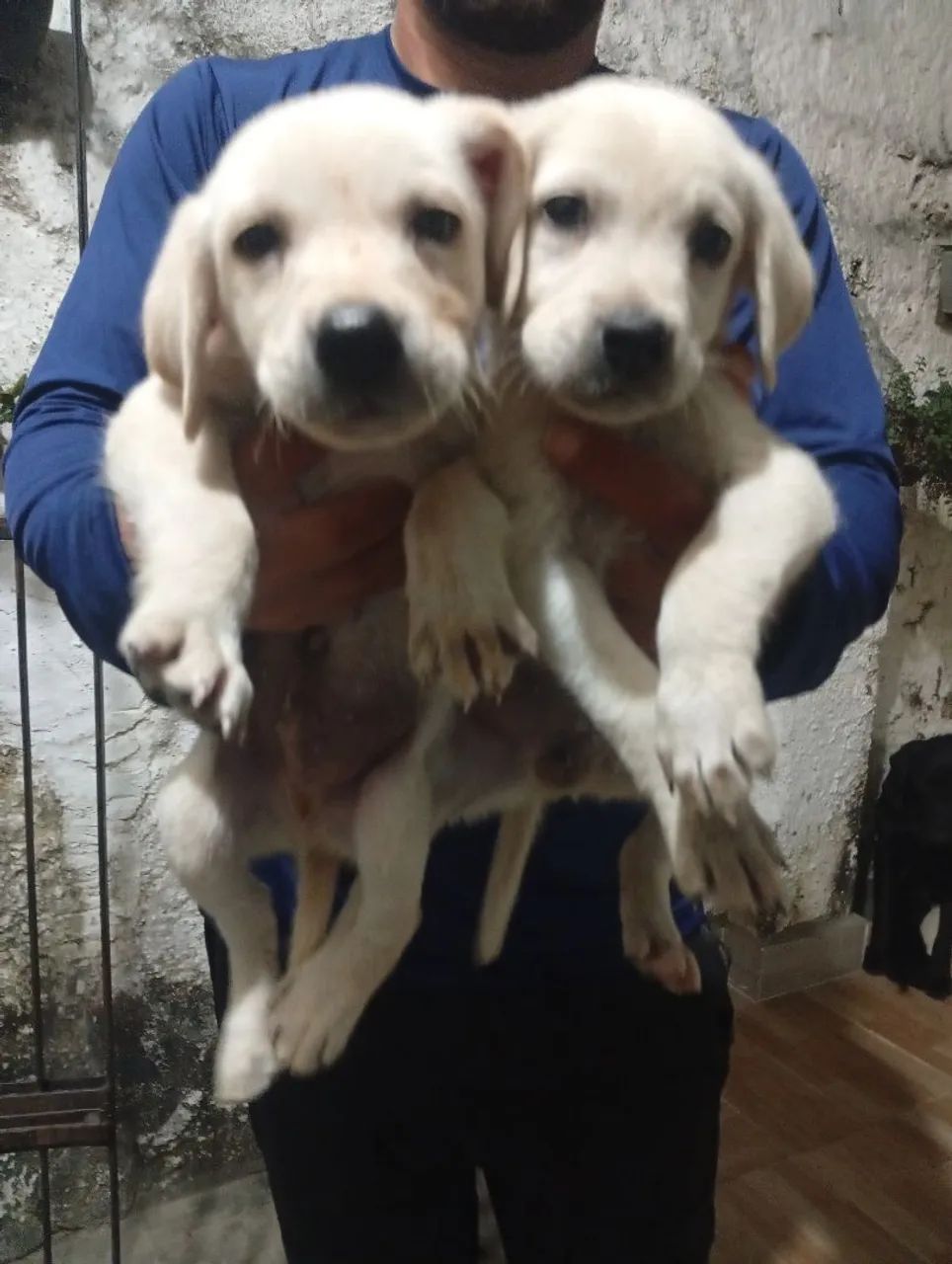 Labrador Retriever  - Foto 2