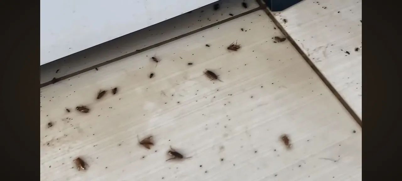   Controle de pragas  promocao . - Foto 3