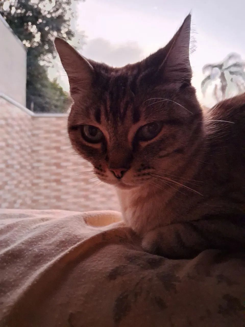 Cão e gato - Foto 2