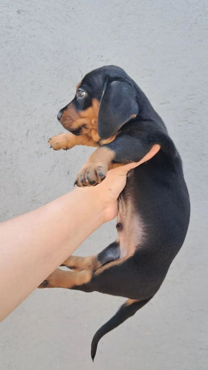 Dachshund Chocolate Merle  - Foto 5