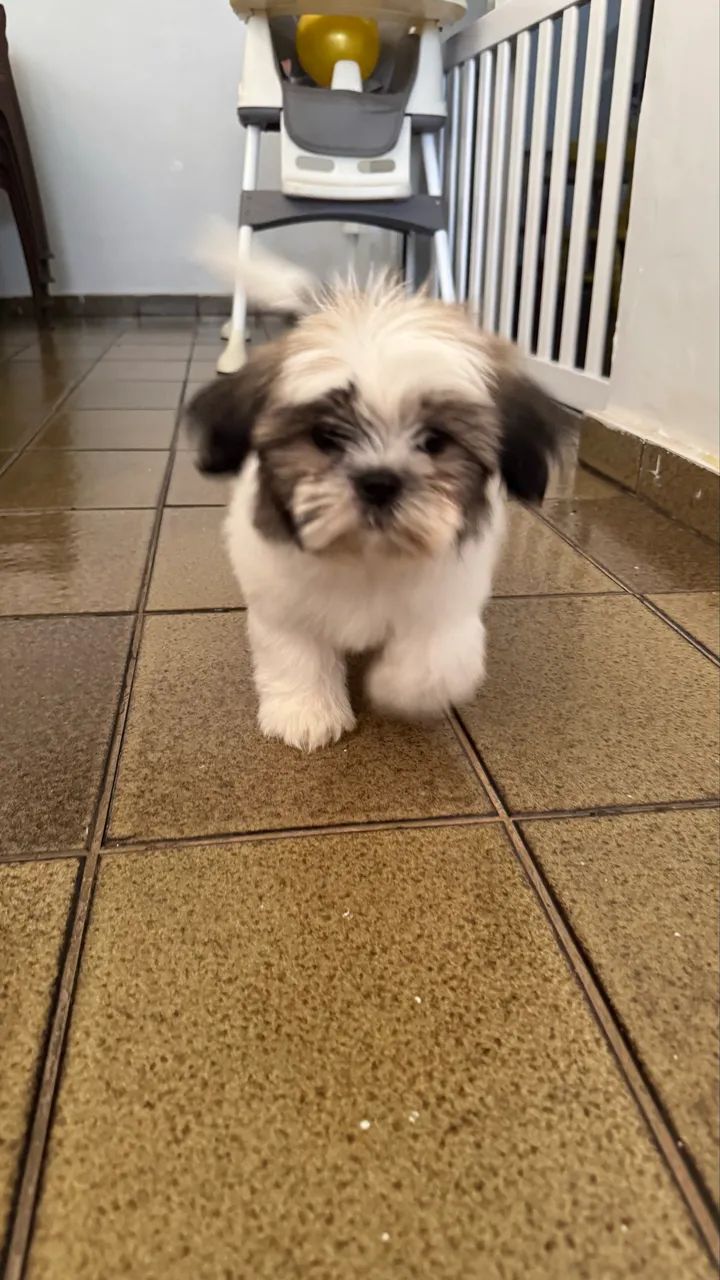 Shih tzu - Foto 2