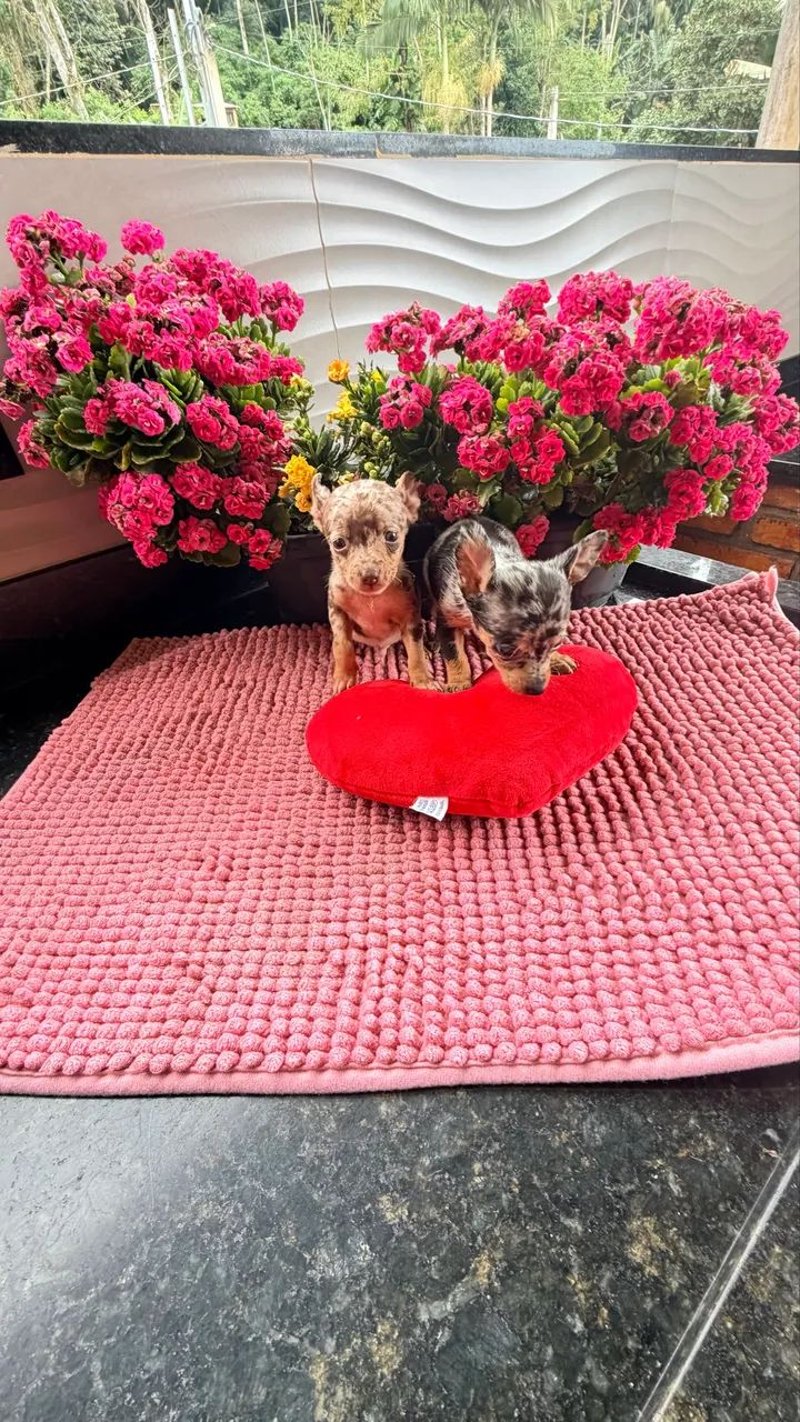 PINSCHER Black Merlin choco Merlin