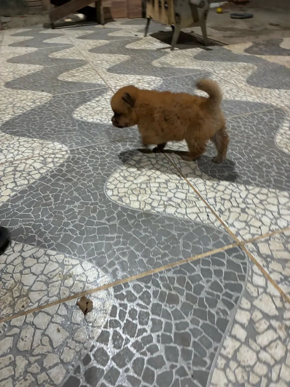 Chow Chow  - Foto 4