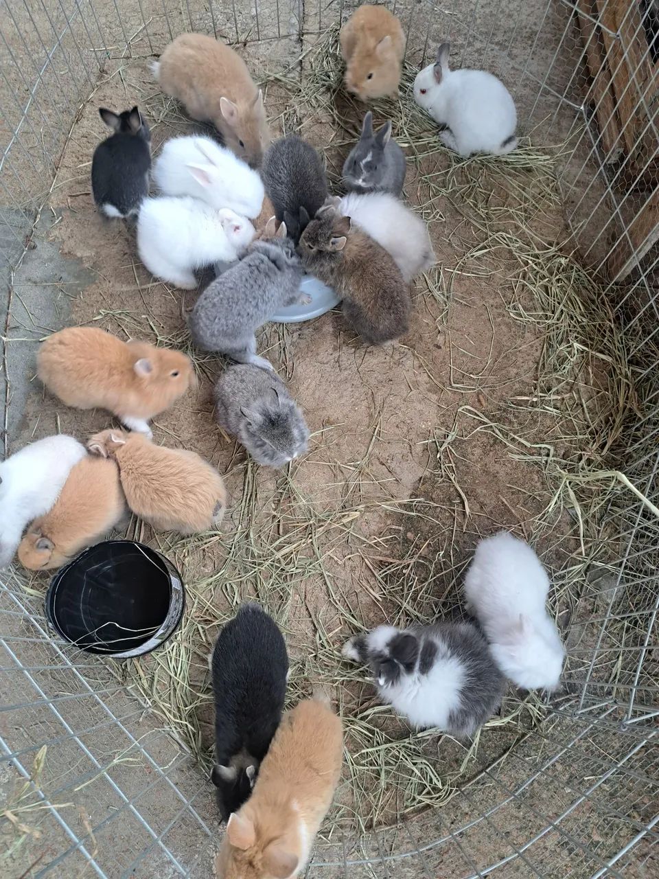 Mini coelhos filhotes  - Foto 4