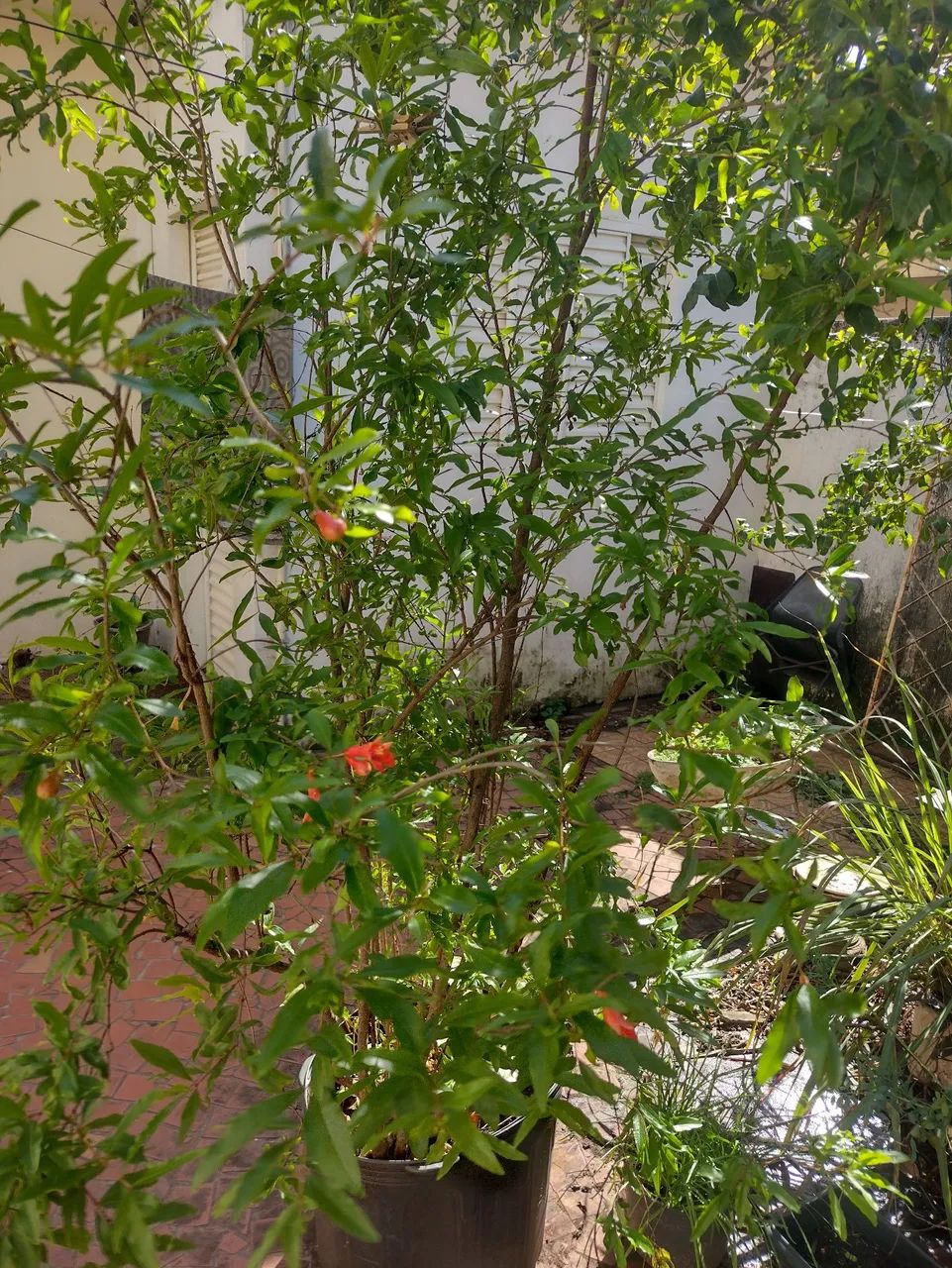 Muda de romã com floração  - Foto 2