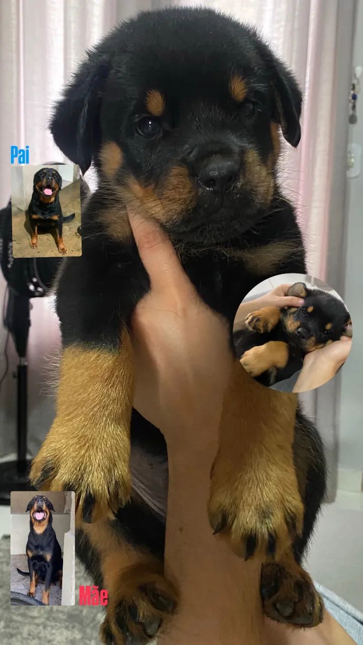 Rotweiller macho