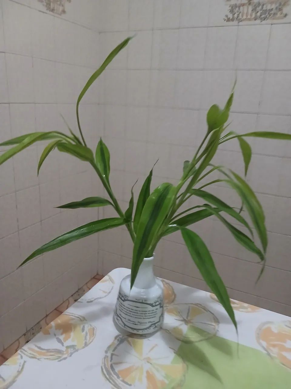 Bambu da sorte - Foto 4