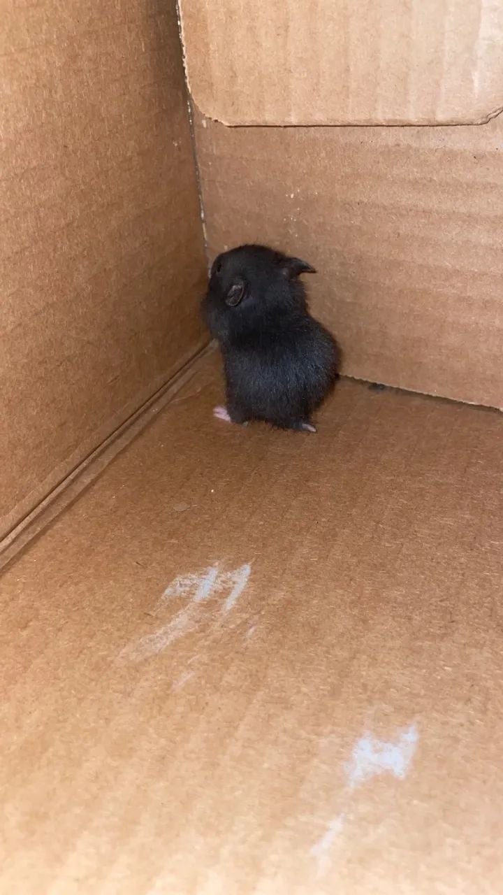 Hamster  - Foto 4