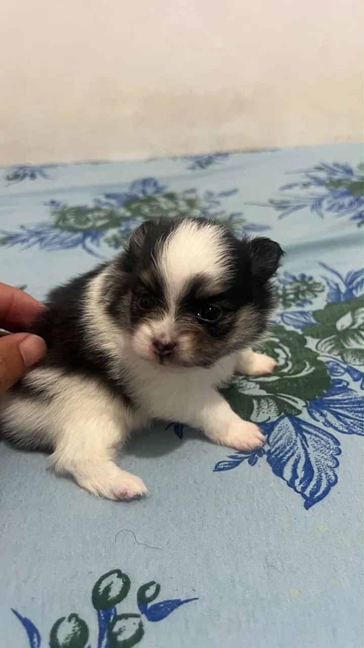 Spitz alemão 