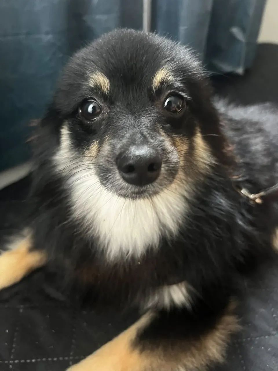 Spitz alemão  - Foto 4