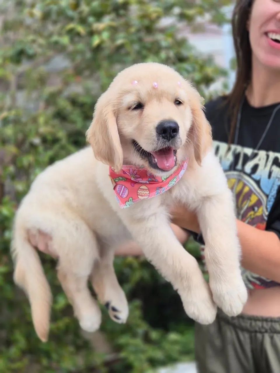 Filhotes de Golden Retriever - Foto 2