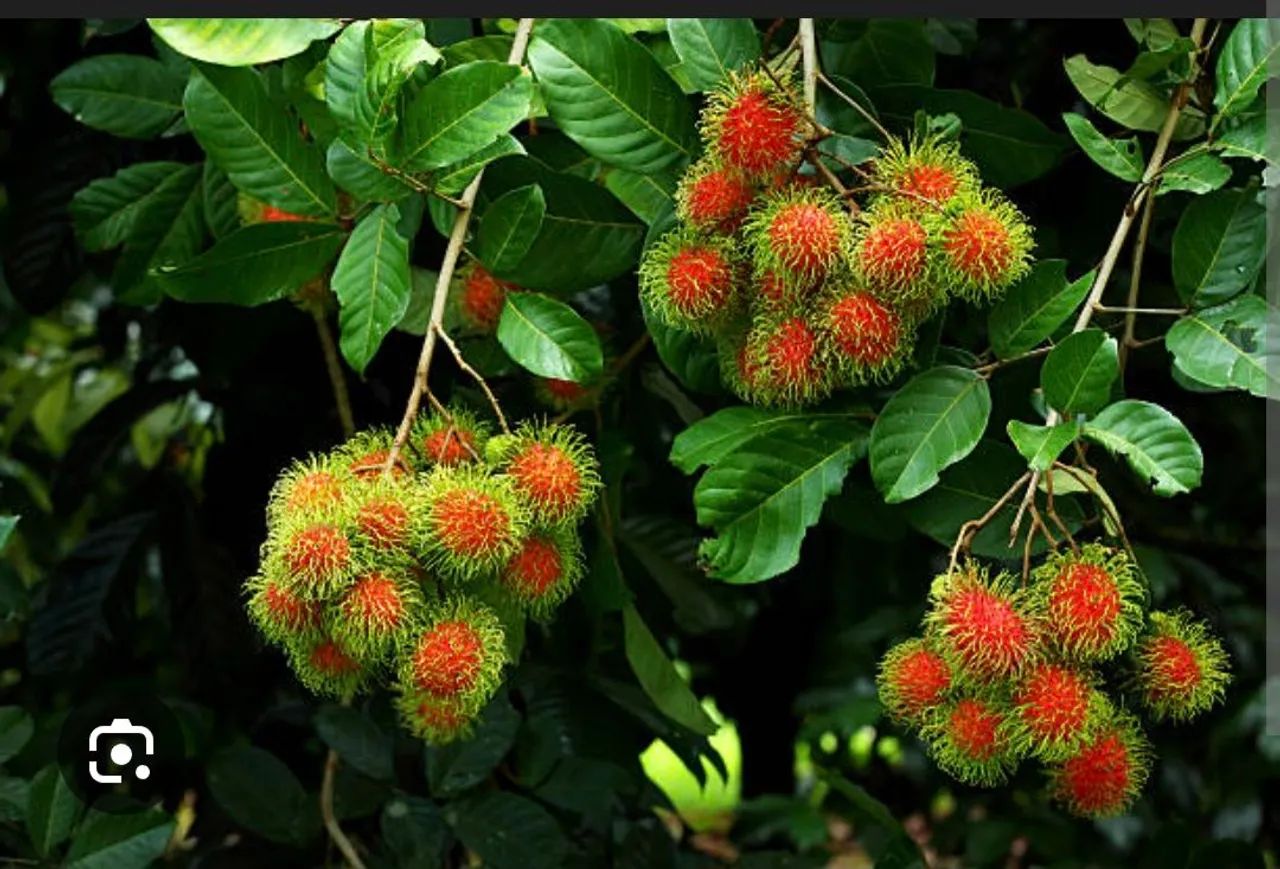 Mudas de rambutã ramutã