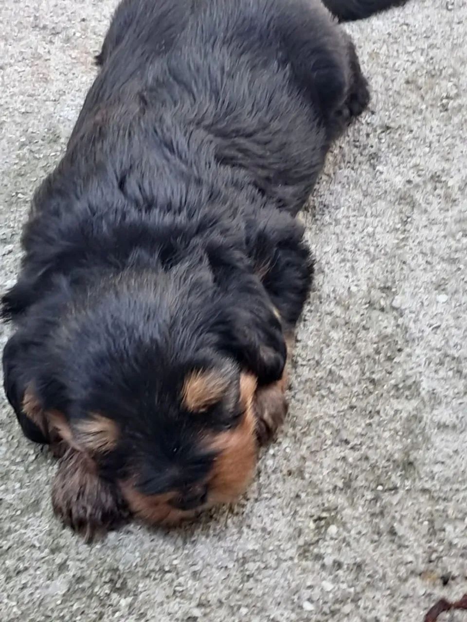 Yorkshire Terrier femea e macho  - Foto 2
