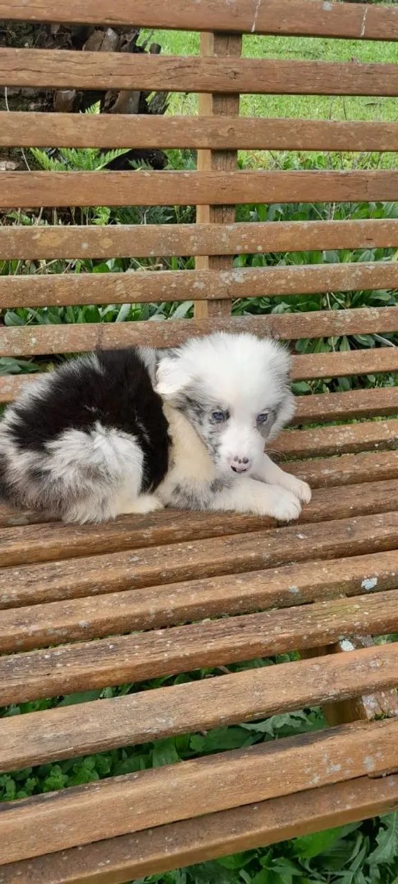 Border collie - Foto 4