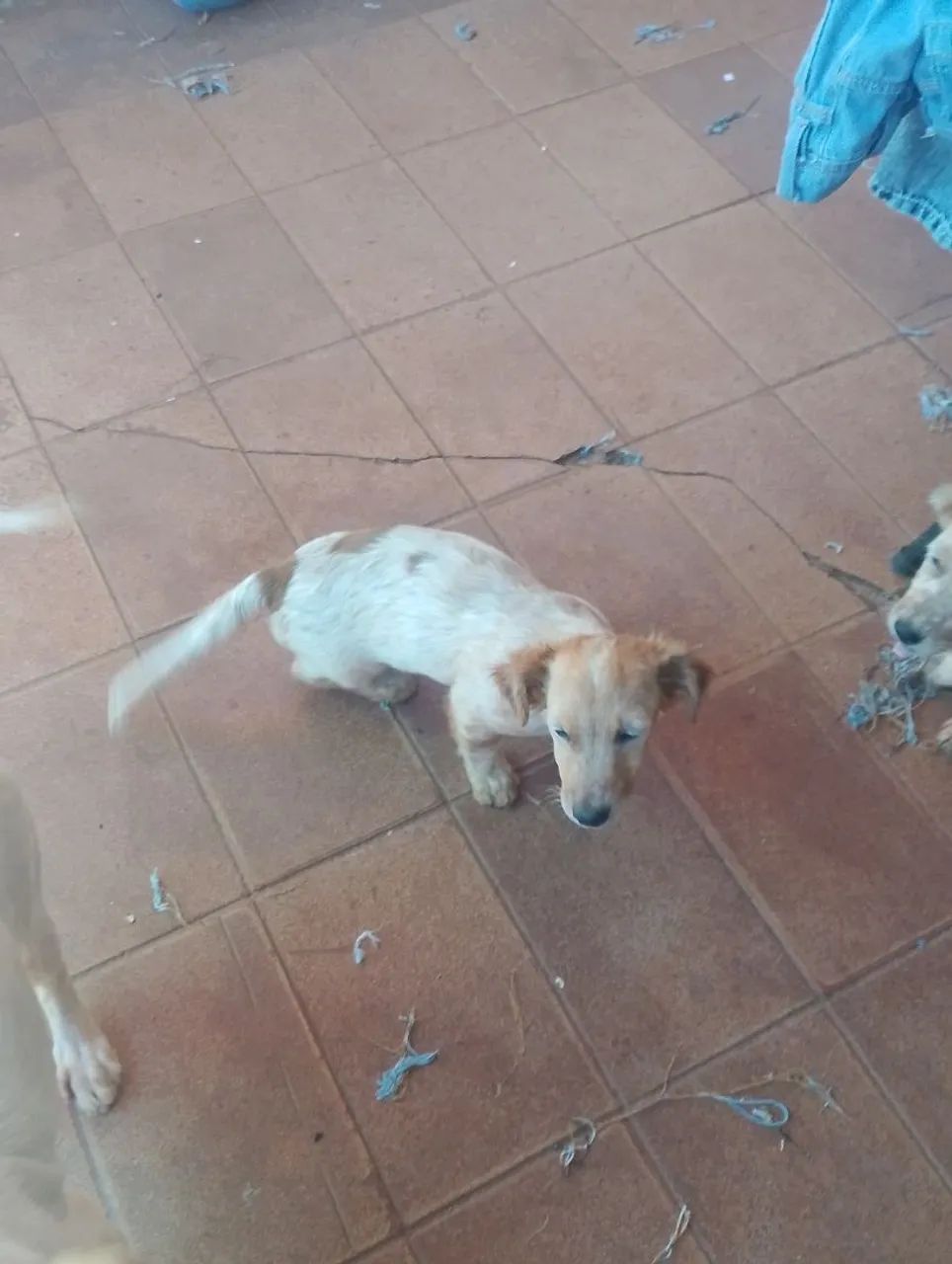 Doação de cachorros - Foto 3