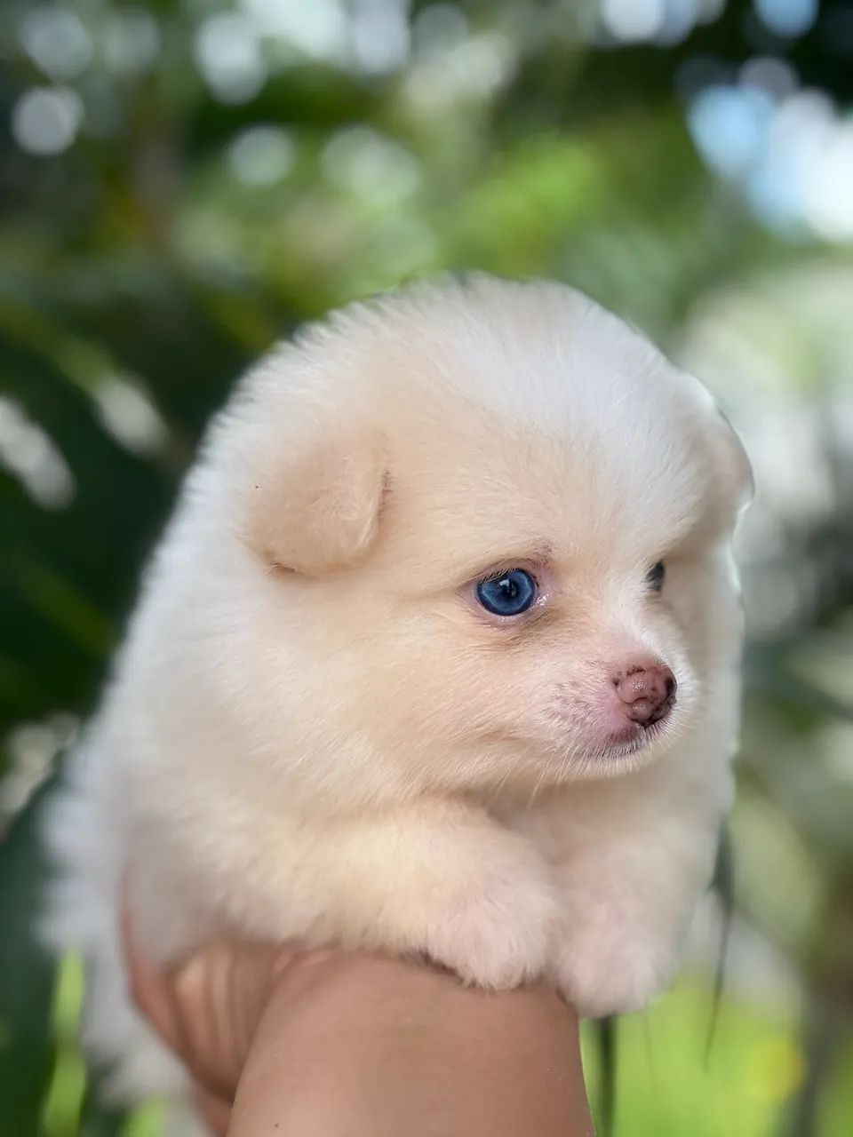 Filhot Spitz de laço  - Foto 2