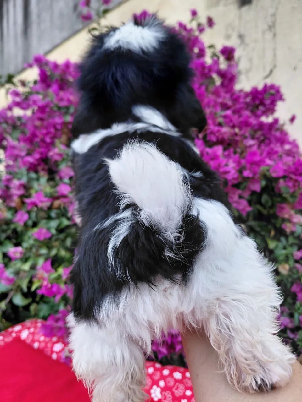 Filhote de Shih-tzu macho  - Foto 2