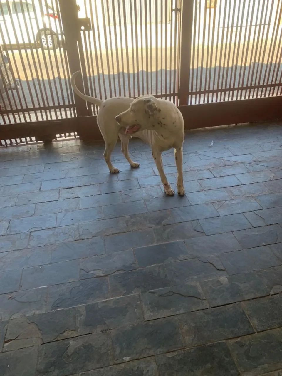 Doação responsável dalmata - Foto 4