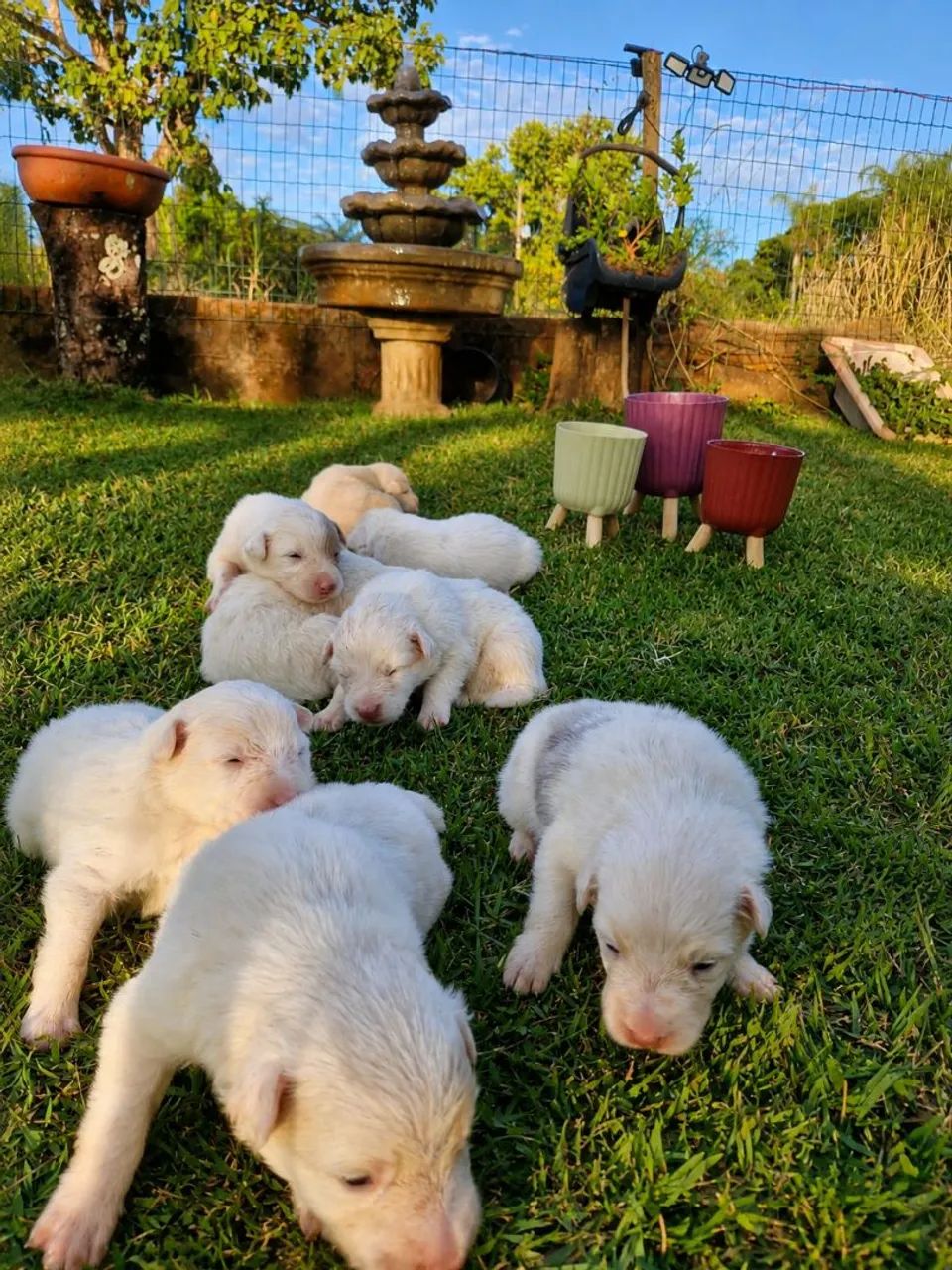 Filhotes de border collies 