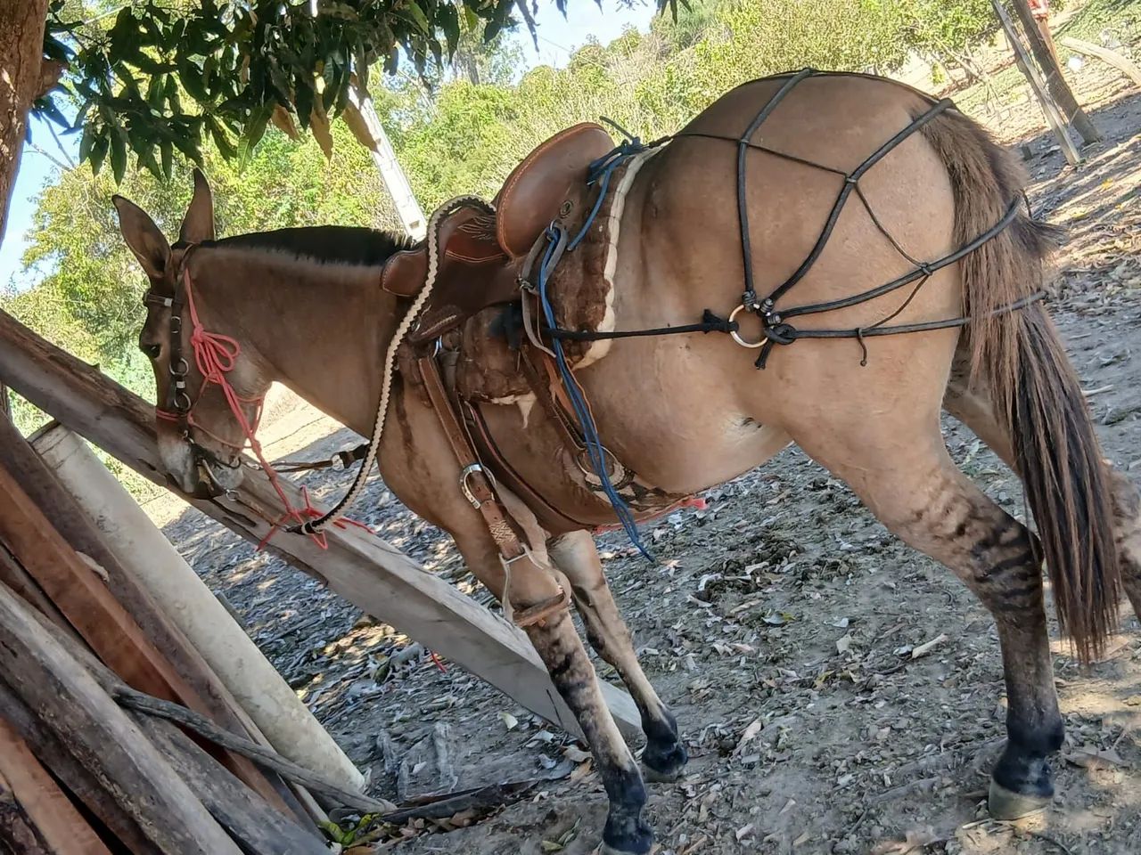 Burro - Foto 4