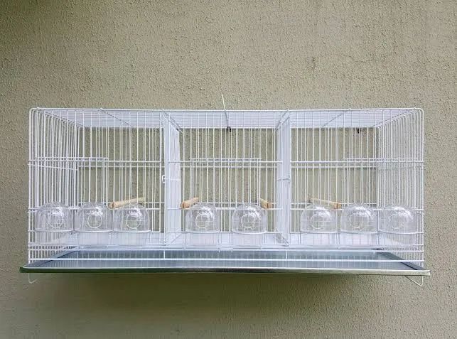 Gaiola bigamia gaiopar