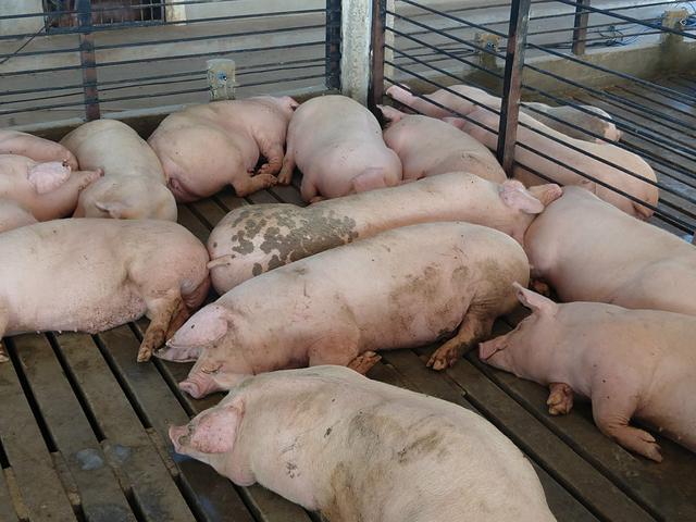 Suinos e leitões - Foto 6