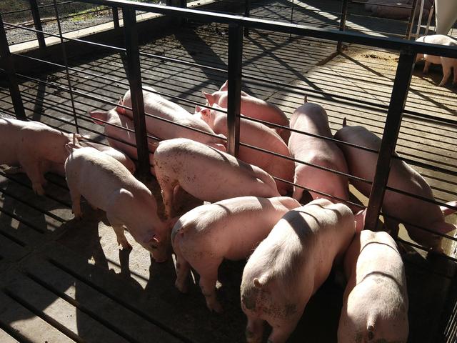 Suinos e leitões - Foto 4