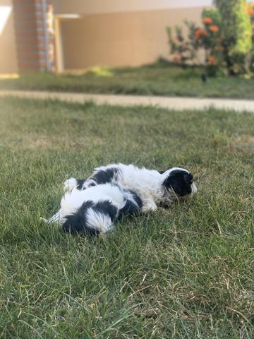 Shih tzu macho - Foto 5
