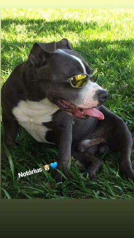 Filhote American Bully - Foto 4