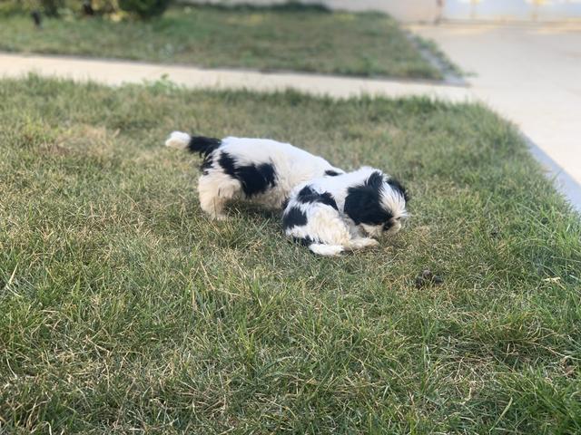 Shih tzu macho - Foto 4