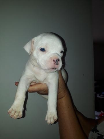 Filhotes de american bully topp!!!! - Foto 4