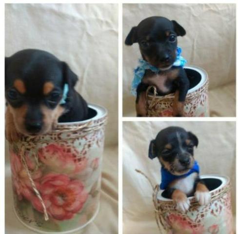 Pinscher com chihuahua entregamos valor 100 lindos