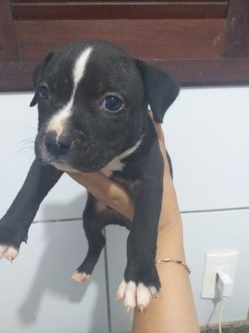 Filhote pit bull