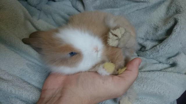 Mini Coelhos Lion Head - Foto 5