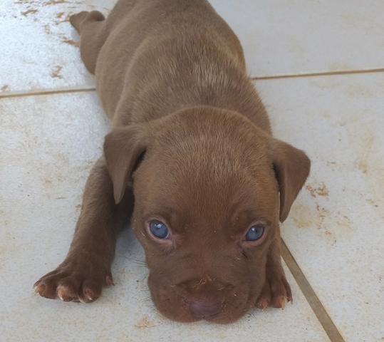 Filhote pit bull - Foto 5