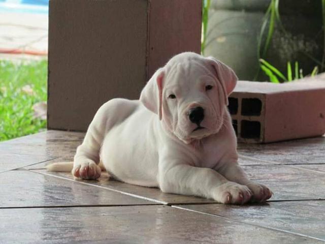 Dogo Argentino - ÓTIMA LINHAGEM