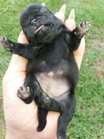 Belíssimos filhotes de Pug a venda. - Foto 6