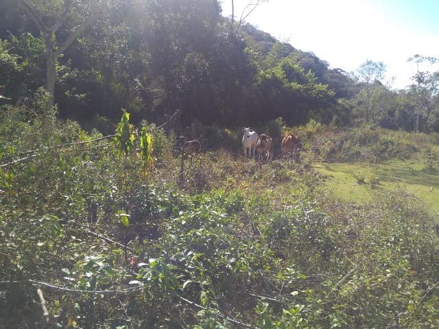 Fazenda e Cotas para Reposição Florestal - Foto 17