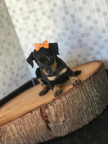 Mypet com filhotes de PINSCHER MINIATURA