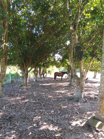 Vendo chácara na agrovila das palmeiras porteira fechada - Foto 12