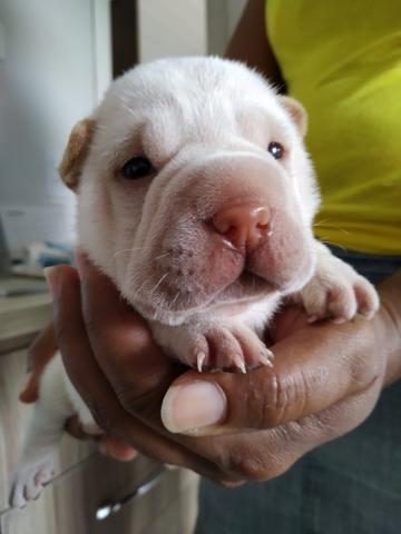 Filhotes de Sharpei - Foto 2